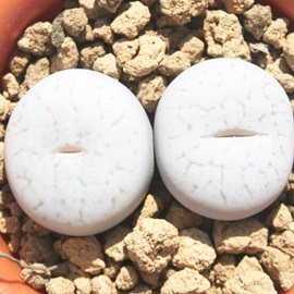 ȋʁA܂܁Ag[vX-Lithops pseudotruncatella