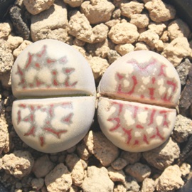 ʁAꂢ傭Ag[vX-Lithops dorotheae