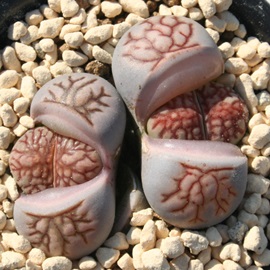 e͋,傤傭Ag[vX-Lithops 