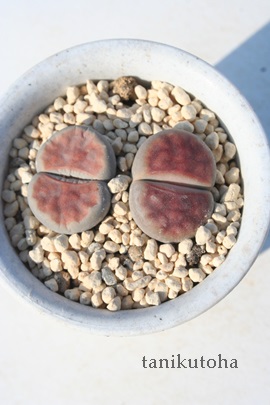 錷ʁAグ񂬂傭Ag[vX-Lithops karasmontana var. lericheana