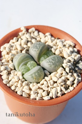 ,傭Ag[vX-Lithops helmutii