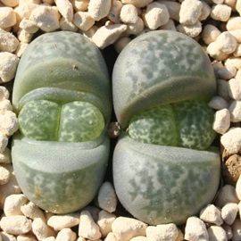 ,傭Ag[vX-Lithops helmutii