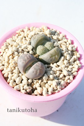 エリセー ハマミズナ科リトープス属 リトープスのエリセー通販 リトープスのエリセー育て方増やし方 Lithops Erise 多肉永遠 たにくとはcuctus And Succulents Onlineshop From Japan Tanikutoha