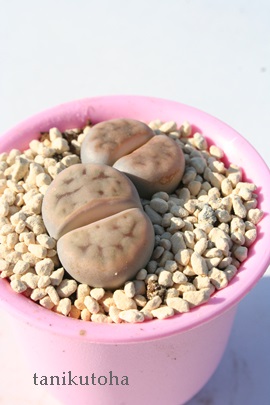 ԖʁA񂬂傭Ag[vX-Lithops karasmontana