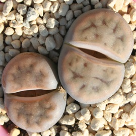 ԖʁA񂬂傭Ag[vX-Lithops karasmontana