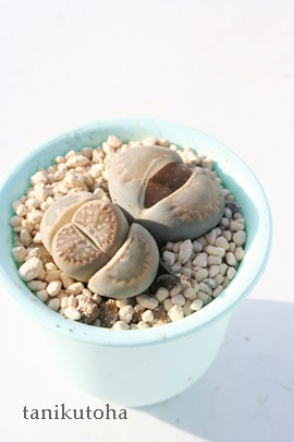 ʁAӂ炢傭Ag[vX-Lithops julii ssp. fulleri