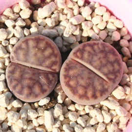  ,Ⴍ񂬂傭Ag[vX-Lithops bromfieldii var. mennellii