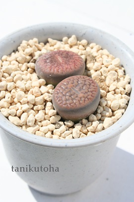 o[~LCeAg[vX-Lithops hookeri vermiculate form