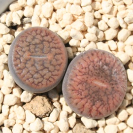 o[~LCeAg[vX-Lithops hookeri vermiculate form