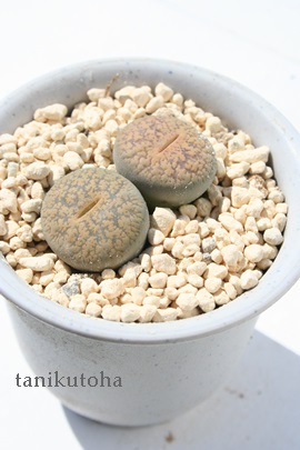 󗯋ʁAg[vX-Lithops lesliei var. hornii