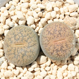 󗯋ʁAg[vX-Lithops lesliei var. hornii