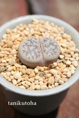 rʁA炾܁Ag[vX-Lithops gracilidelineata ssp. gracilidelineata v. gracilidelineata