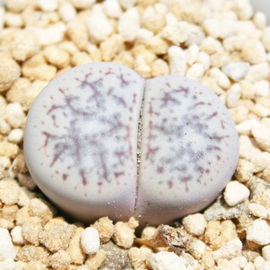 rʁA炾܁Ag[vX-Lithops gracilidelineata ssp. gracilidelineata v. gracilidelineata