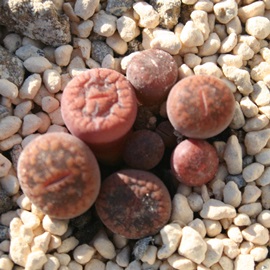 ֋ʁ@xr[Ag[vX-Lithops aucampiae