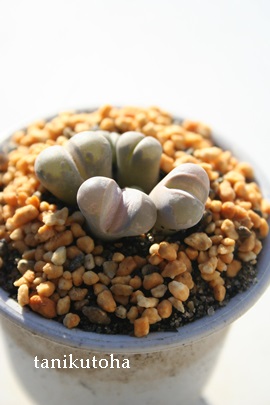 ÊG@xr[ Ag[vX-Lithops otzeniana 'Green form'