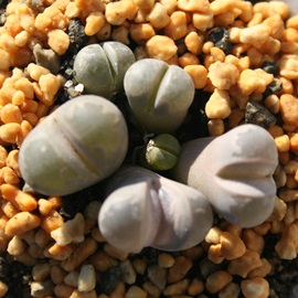 ÊGO[ Ag[vX-Lithops otzeniana 'Green form'