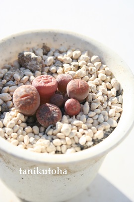 M@xr[Ag[vX-Lithops lesliei