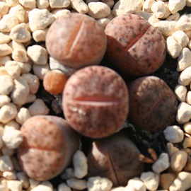 Iʁ@xr[Ag[vX-Lithops turbiniformis