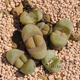 eʁ@C272xr[Ag[vX-Lithops meyeri C272