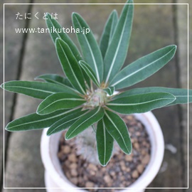 ロスラーツム、パキポディウム属-Pacypodium rosulatum spp grasilius