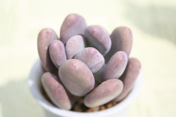 l,قтApLtBc-Pachyphytum OVIFERUM