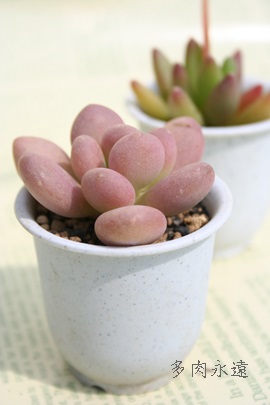 l,тApLtBc-Pachyphytum 'TUKIBIJIN'