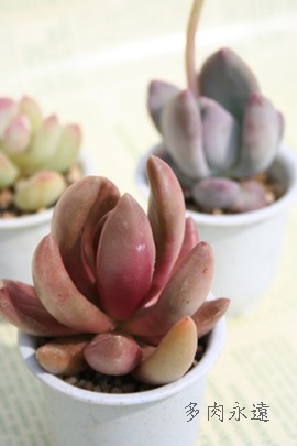 tBbgJECApLtBc-Pachyphytum fittkaui moran,1971