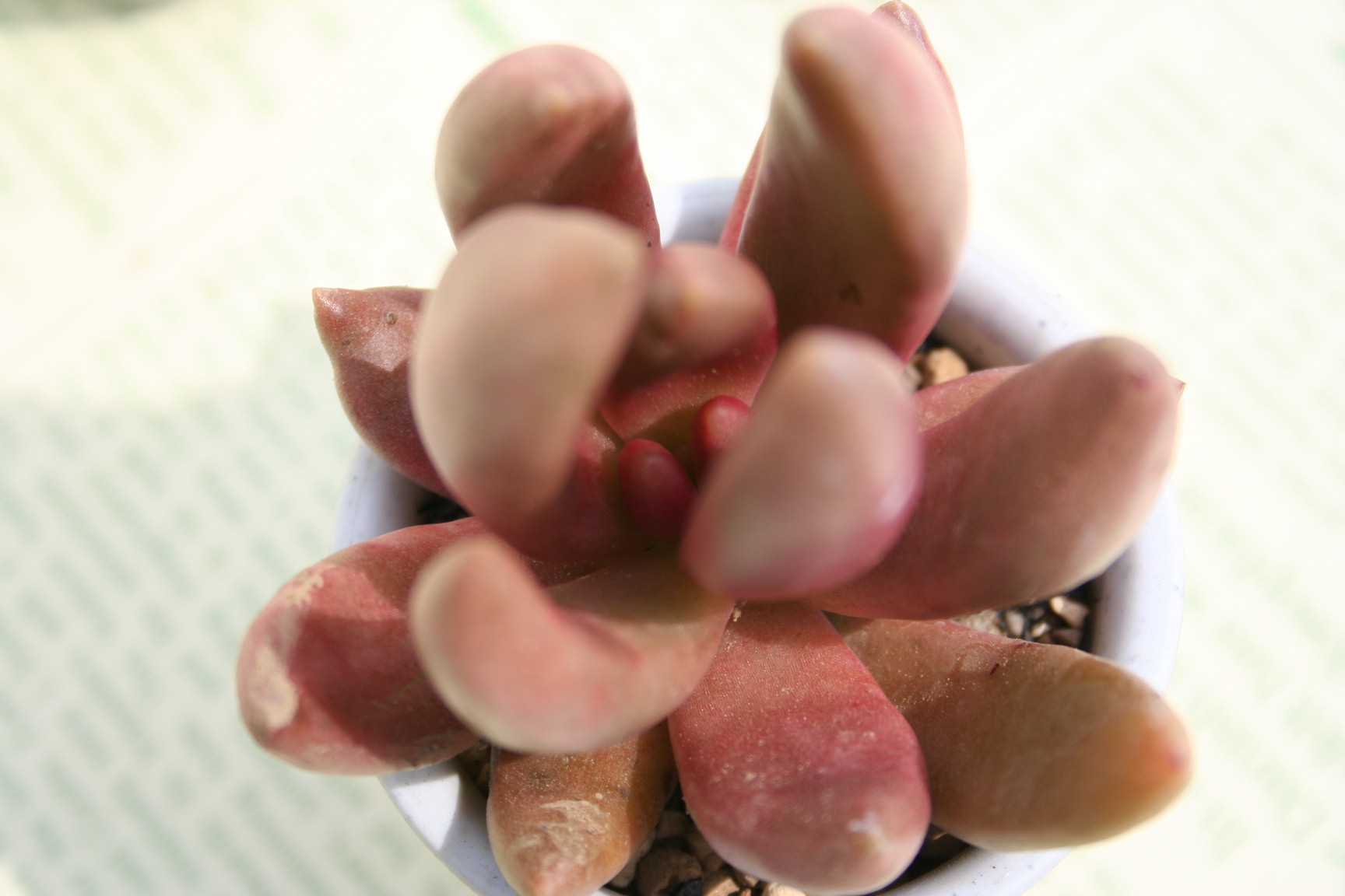 tBbgJECApLtBc-Pachyphytum fittkaui moran,1971