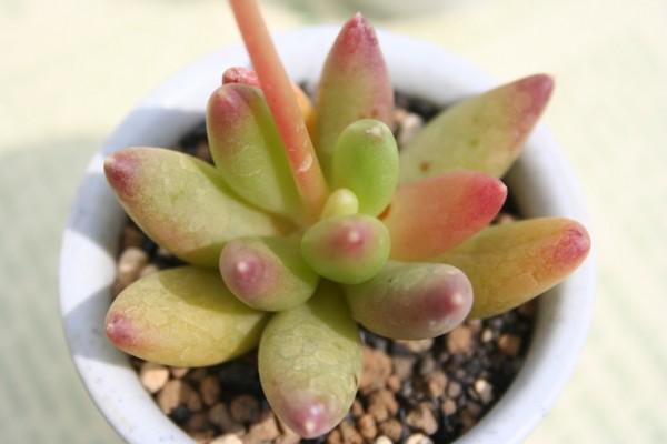 jtApLtBc-Pachyphytum uniflorum