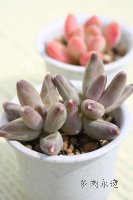 RpN^,c̏悾̂܂ApLtBc-Pachyphytum compactum