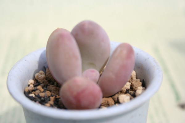 A}]lXApLtBc-Pachyphytum ovifelum 'AMAZONES'