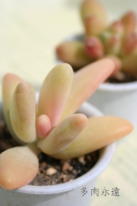 EG[f}j[,EF[f}j[ĕB₵,EF[f}j[gt,EF[f}j[,pLtBc-Pachyphytum werdermannii