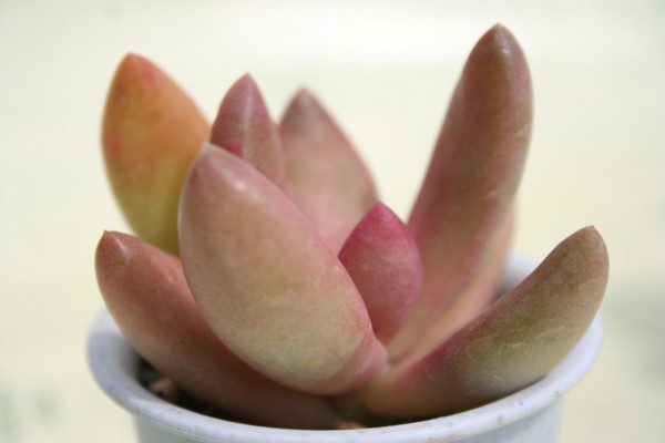 IrfApLtBc-Pachyphytum ovilide