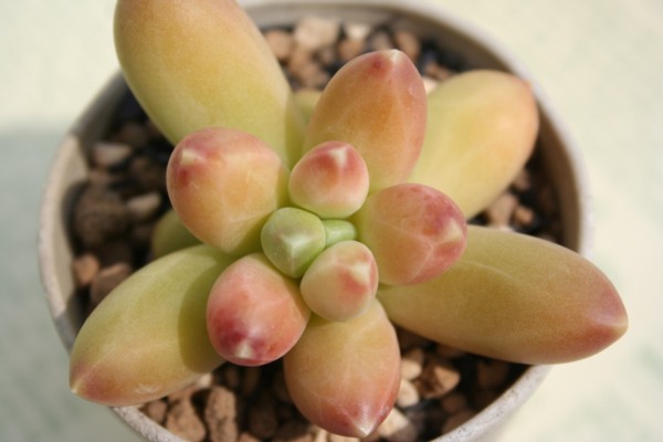 uNeITApLtBc-Pachyphytum bracteosum