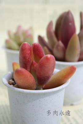 tBgCACApLtBc-Pachyphytum fitruii