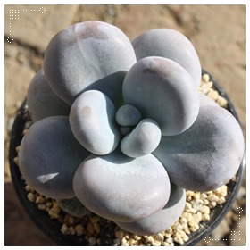 BIrtFApLtBc-Pachyphytum oviferum