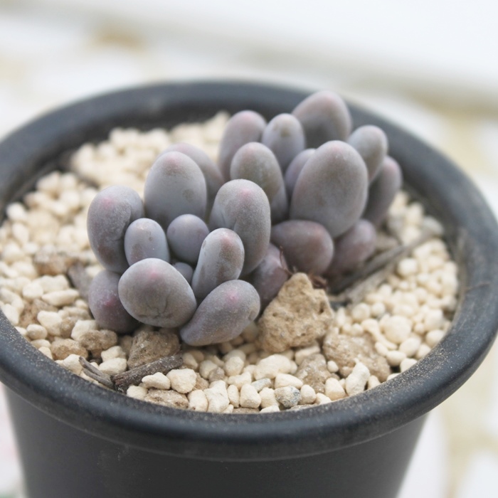 IWXm[{[ApLtBc-Pachyphytum Orange Snow Ball