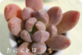 u[~XgApLxA-Pachyveria 'Blue Mist'