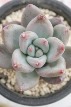 u[~XgApLxA-Pachyveria 'Blue Mist'