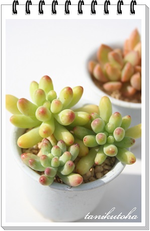 S,Ƃ߂,Sʔ,S̔,SĕB₵,Sgt,Sz,Z_-Sedum pachyphyllum