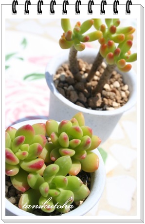 ̗΁AV_AZ_-Sedum lucidum