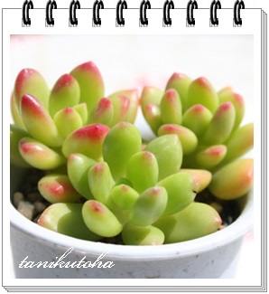 ̗΁AV_AZ_-Sedum lucidum