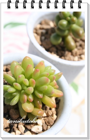 ۗt̗ΒԉE܂͂܂݂̂ǂĂAZ_-Sedum lucidum crest