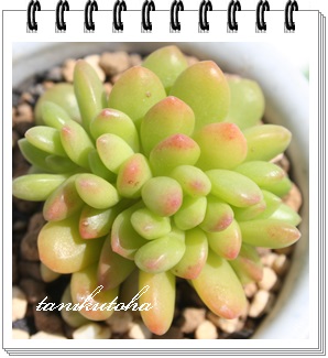 ۗt̗ΒԉE܂͂܂݂̂ǂĂAZ_-Sedum lucidum crest