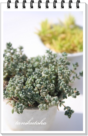 ̗΁AV_AZ_-Sedum brevifolium