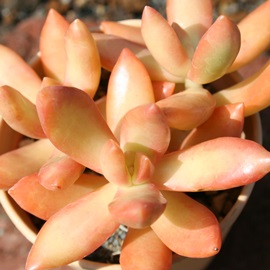  A߂AZ_-Sedum adolphii