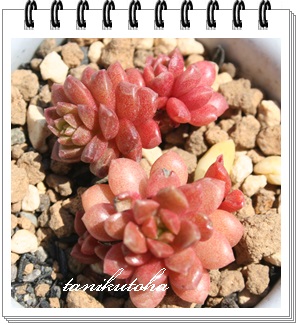  gWFAOvgZ_-Graptosedum 'Little Gem'