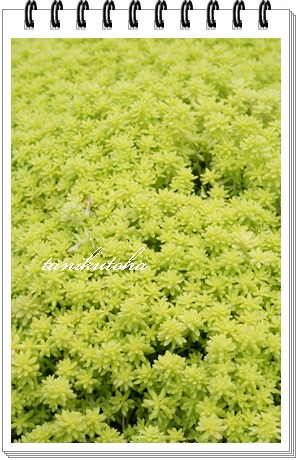 }lOTCAZ_-Sedum cv 'MORIMURA-LIME'