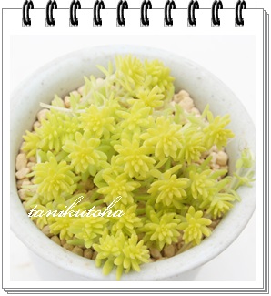 }lOTCAZ_-Sedum cv 'MORIMURA-LIME'