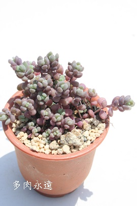 PlAЂ߂قтAZ_-Sedum anglicum